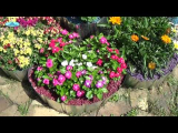 [ВИДЕО] Обзор однолетних цветов