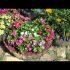 [ВИДЕО] Бархатцы: выращивание и уход