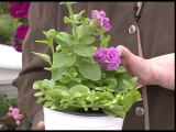 [ВИДЕО] Главные ошибки при выращивании петунии