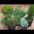 [ВИДЕО] Хвойные растения