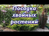 [ВИДЕО] Посадка хвойных для новичков