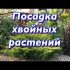 [ВИДЕО] Хвойные растения