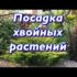 [ВИДЕО] Как размещать хвойные растения на участке