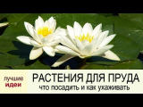 [ВИДЕО] Какие водные растения сажать в пруду