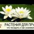 [ВИДЕО] Посадка водяной лилии в пруд