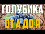 [ВИДЕО] Голубика — посадка, уход, сорта