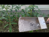[ВИДЕО] Зола старинное удобрение