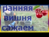 [ВИДЕО] Как правильно посадить вишню. Саженцы вишни