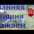 [ВИДЕО] Вот, что может быть, если Вы будете есть черешню весь сезон