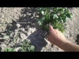 [ВИДЕО] Как не надо окучивать картофель?