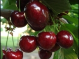 [ВИДЕО] Вот, что может быть, если Вы будете есть черешню весь сезон