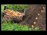 [ВИДЕО] Какое удобрение добавлять в лунку?
