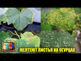 [ВИДЕО] Желтеют листья на огурцах