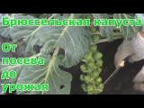 [ВИДЕО] Брюссельская капуста
