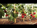 [ВИДЕО] Секреты по формированию перца