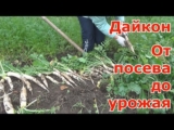 [ВИДЕО] Всё о дайконе. От посева до урожая