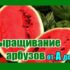 [ВИДЕО] Арбуз — главные ошибки при выращивании