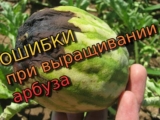 [ВИДЕО] Арбуз — главные ошибки при выращивании