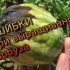 [ВИДЕО] Выращивание арбузов от А до Я