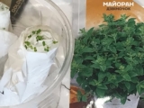 [ВИДЕО] Майоран. Пряная грядка.