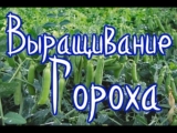 [ВИДЕО] Выращивание гороха