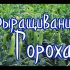 [ВИДЕО] Майоран. Пряная грядка.