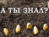 [ВИДЕО] Выращиваем кукурузу шаг за шагом