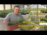 [ВИДЕО] Земляника из семян