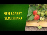 [ВИДЕО] Чем болеет земляника?