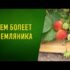 [ВИДЕО] Земляника из семян