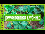 [ВИДЕО] Ремонтантная клубника