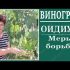 [ВИДЕО] Что делать с газоном весной?