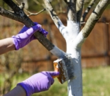 Как правильно побелить деревья в саду: описание, сроки (осенью, весной), составы, подготовка, инструменты | (Фото & Видео)