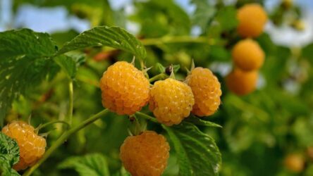 Жёлтая малина | Описание 30 лучших сортов включая ремонтантные (Фото & Видео) +Отзывы